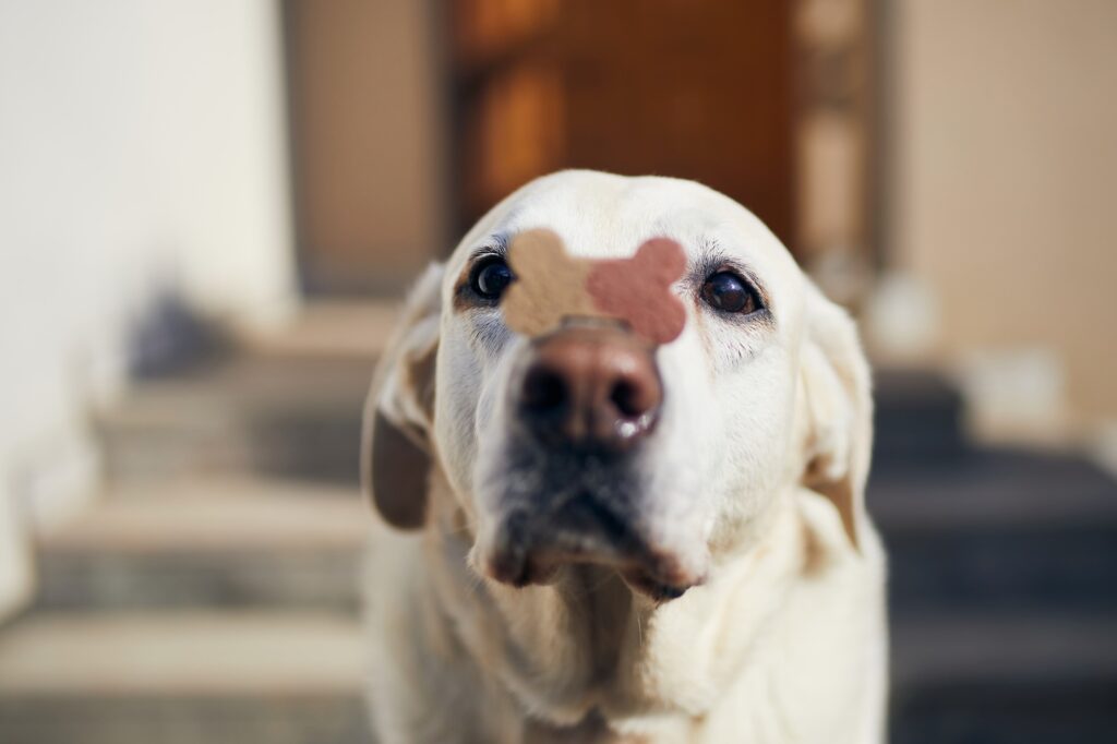 Funny labrador with dog treat on snout